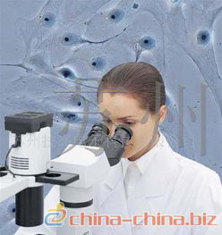 xtz e三目连续变倍体式显微镜